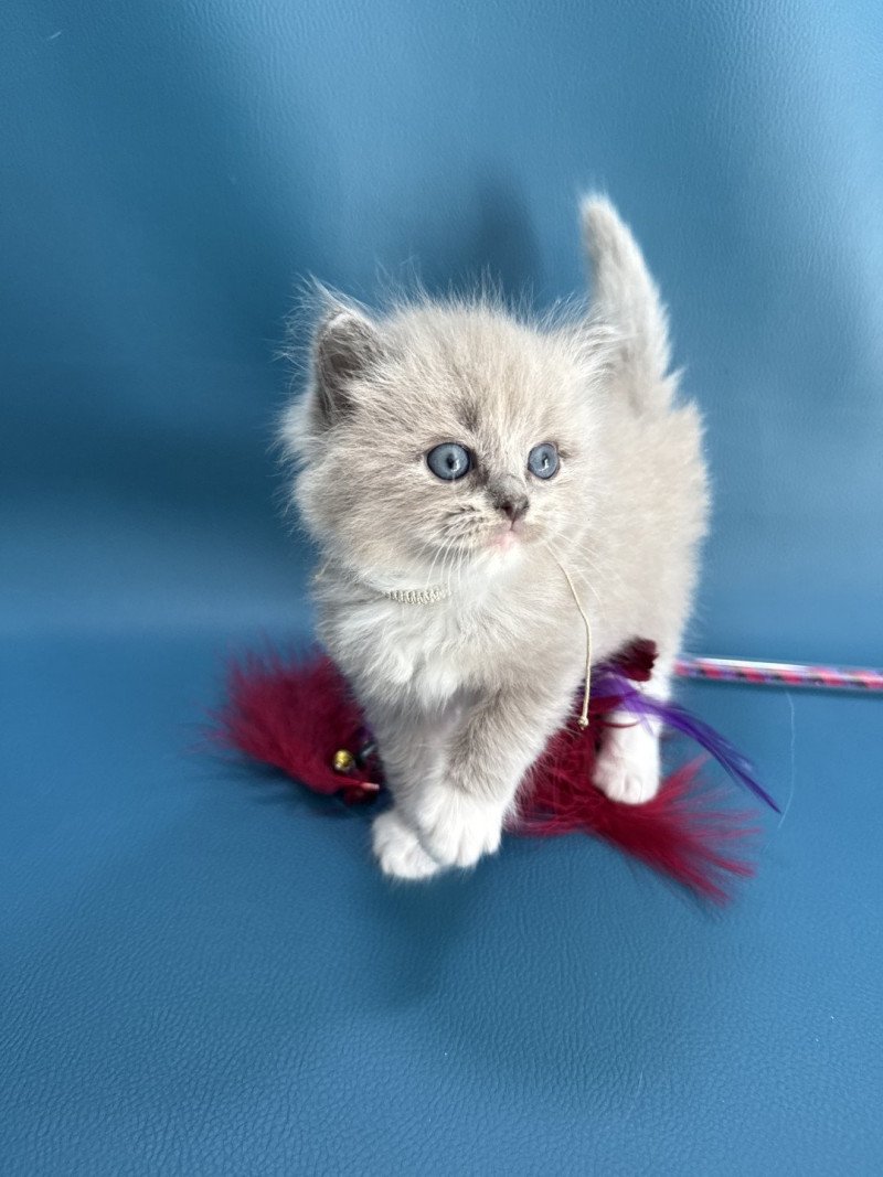 Anubis De La Croisette Mâle Ragdoll