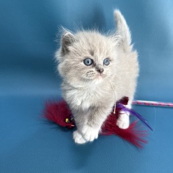 Anubis De La Croisette Mâle Ragdoll