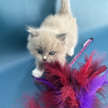 chaton Ragdoll Gris Les Ragdolls de la Croisette