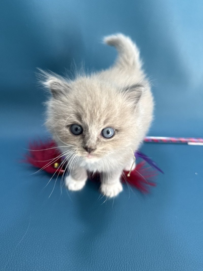 Anubis De La Croisette Mâle Ragdoll