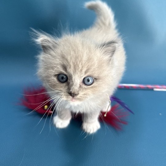 chaton Ragdoll Gris Les Ragdolls de la Croisette
