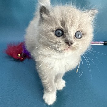 chaton Ragdoll Gris Les Ragdolls de la Croisette