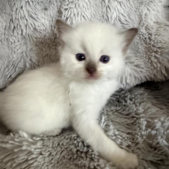 chaton Ragdoll Gris Les Ragdolls de la Croisette