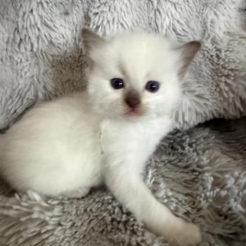 chaton Ragdoll Gris Les Ragdolls de la Croisette
