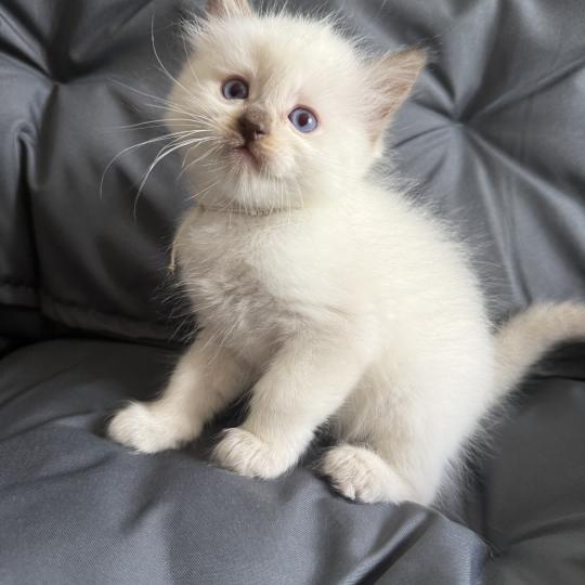 chaton Ragdoll Gris Les Ragdolls de la Croisette