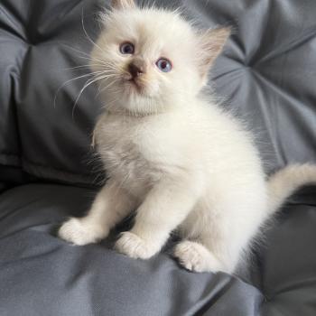 chaton Ragdoll Gris Les Ragdolls de la Croisette