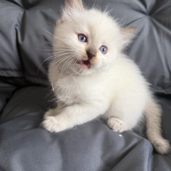 chaton Ragdoll Gris Les Ragdolls de la Croisette