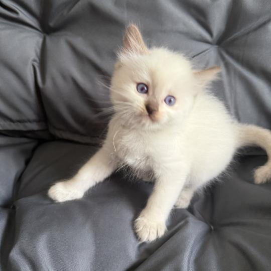 chaton Ragdoll Gris Les Ragdolls de la Croisette