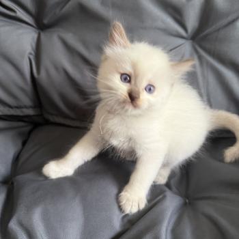 chaton Ragdoll Gris Les Ragdolls de la Croisette
