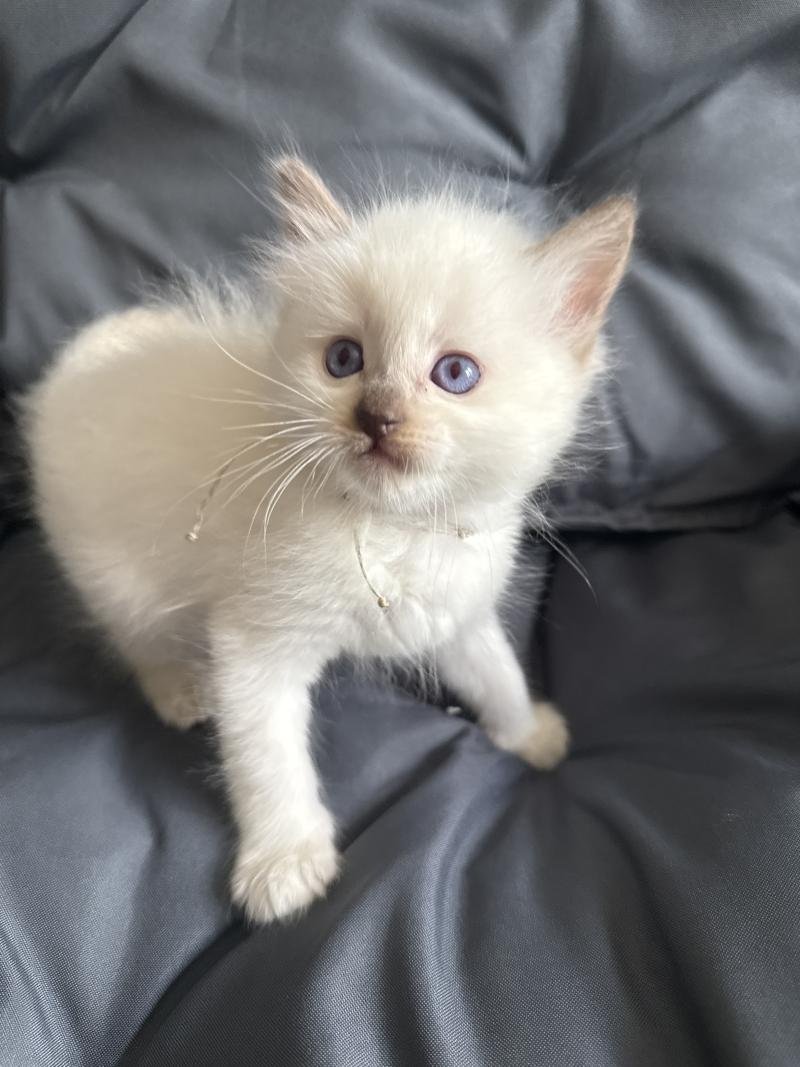 Gris De La Croisette Mâle Ragdoll
