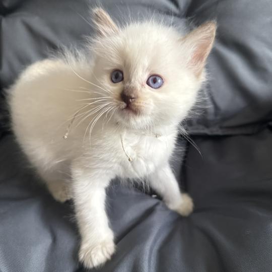 chaton Ragdoll Gris Les Ragdolls de la Croisette