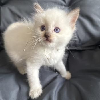 chaton Ragdoll Gris Les Ragdolls de la Croisette