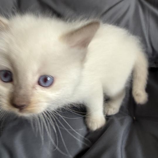 chaton Ragdoll Gris Les Ragdolls de la Croisette