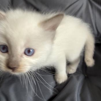 chaton Ragdoll Gris Les Ragdolls de la Croisette