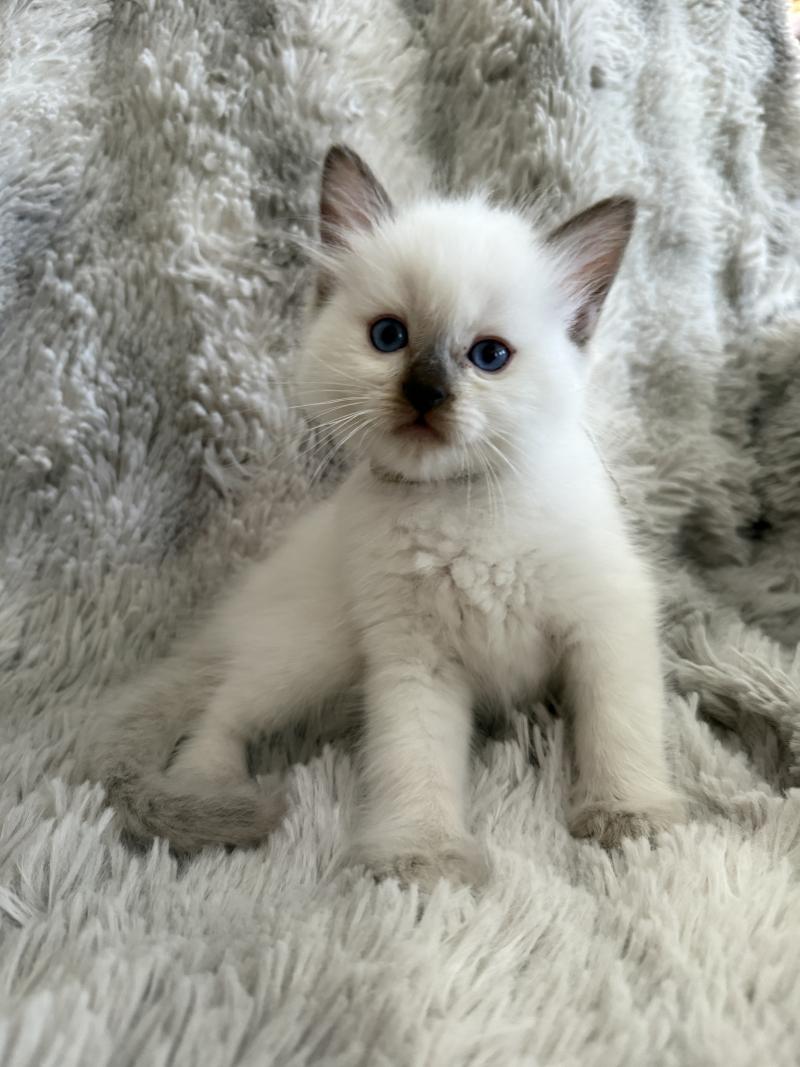 Gris De La Croisette Mâle Ragdoll