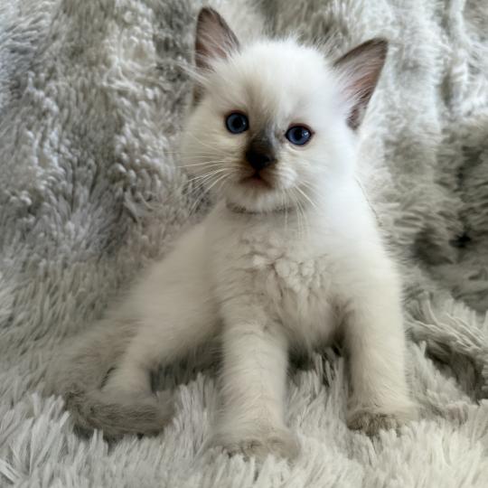 Gris De La Croisette Mâle Ragdoll