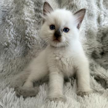 Gris De La Croisette Mâle Ragdoll