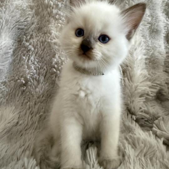 chaton Ragdoll chocolate point Gris Les Ragdolls de la Croisette