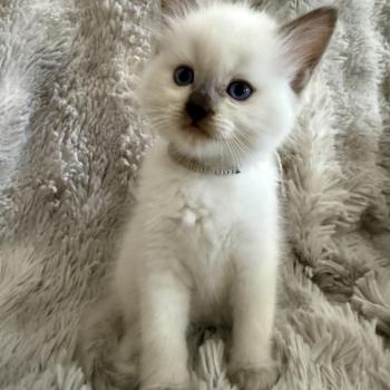 chaton Ragdoll chocolate point Gris Les Ragdolls de la Croisette