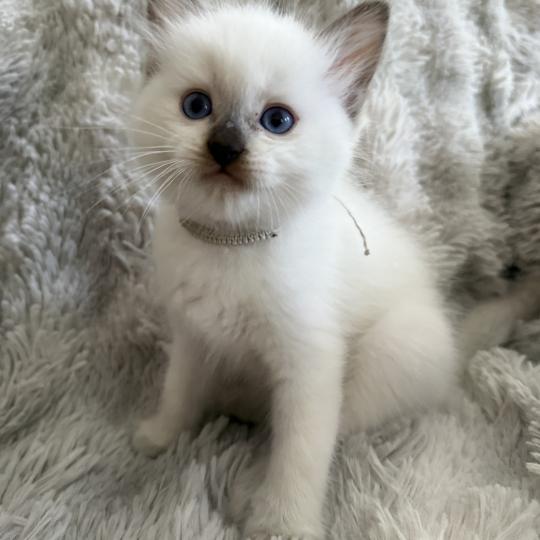 chaton Ragdoll chocolate point Gris Les Ragdolls de la Croisette