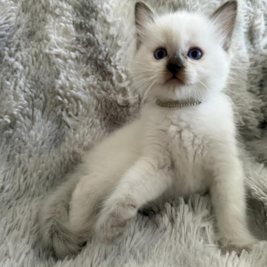chaton Ragdoll chocolate point Gris Les Ragdolls de la Croisette