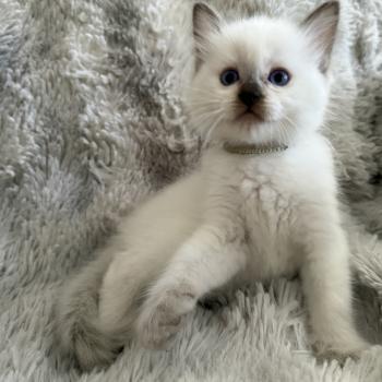 chaton Ragdoll chocolate point Gris Les Ragdolls de la Croisette