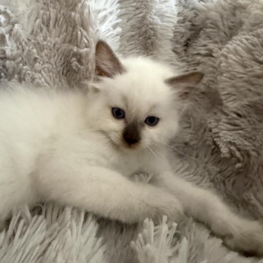 chaton Ragdoll chocolate point Gris Les Ragdolls de la Croisette