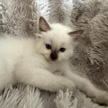 chaton Ragdoll chocolate point Gris Les Ragdolls de la Croisette