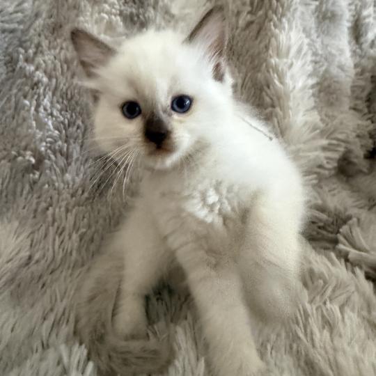 chaton Ragdoll chocolate point Gris Les Ragdolls de la Croisette