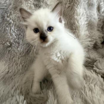 chaton Ragdoll chocolate point Gris Les Ragdolls de la Croisette