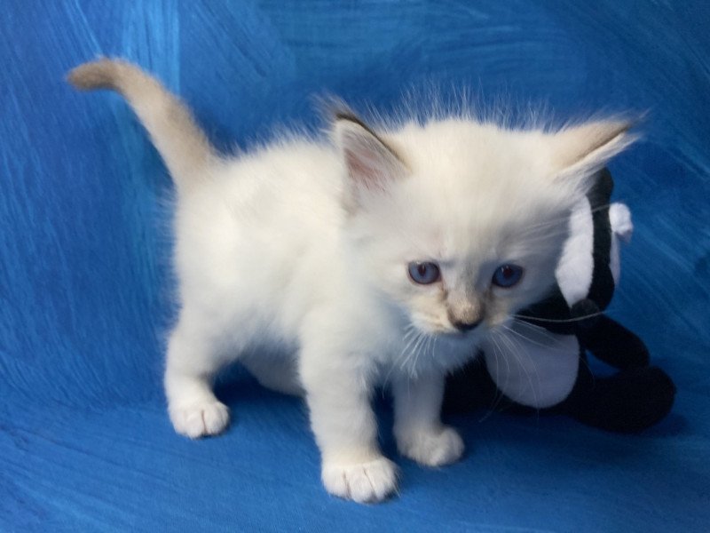 Saphir De La Croisette Mâle Ragdoll