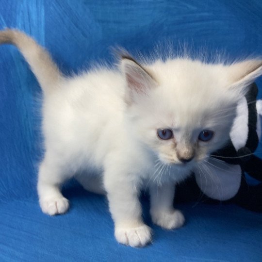 chaton Ragdoll Gris Les Ragdolls de la Croisette