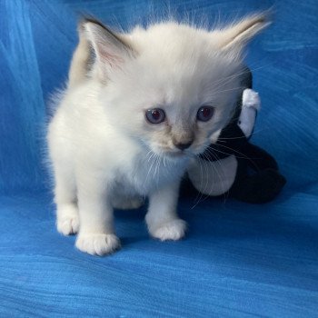 chaton Ragdoll Gris Les Ragdolls de la Croisette