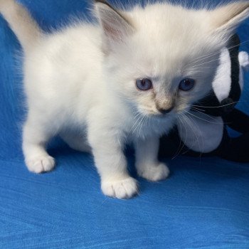 chaton Ragdoll Gris Les Ragdolls de la Croisette