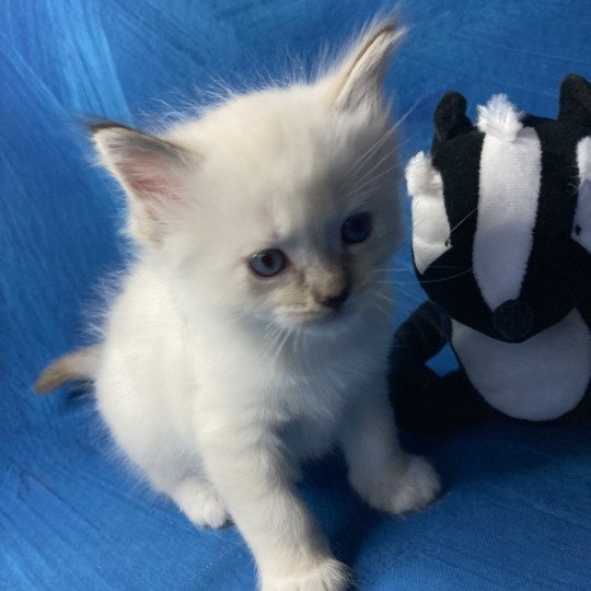 chaton Ragdoll Gris Les Ragdolls de la Croisette