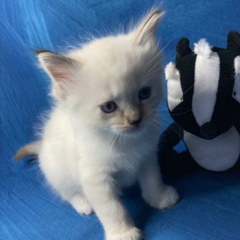 chaton Ragdoll Gris Les Ragdolls de la Croisette