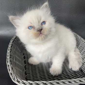 chaton Ragdoll blue point Jaune Les Ragdolls de la Croisette