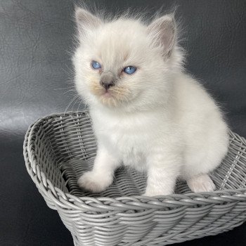 chaton Ragdoll blue point Jaune Les Ragdolls de la Croisette