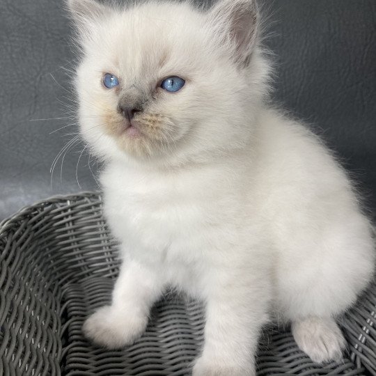 chaton Ragdoll blue point Jaune Les Ragdolls de la Croisette