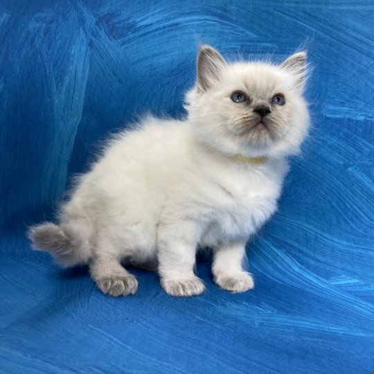 chaton Ragdoll blue point Salto Les Ragdolls de la Croisette