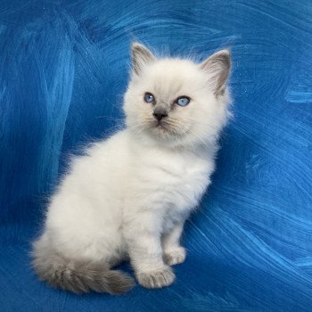 chaton Ragdoll blue point Salto Les Ragdolls de la Croisette