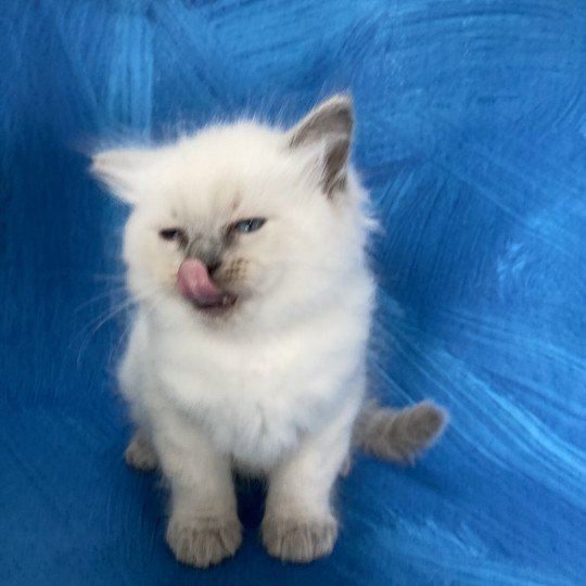 chaton Ragdoll blue point Salto Les Ragdolls de la Croisette