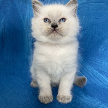 chaton Ragdoll blue point Salto Les Ragdolls de la Croisette