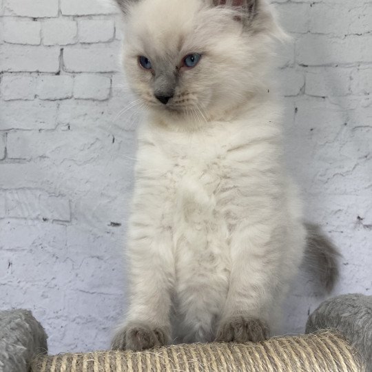 chaton Ragdoll blue point Salto Les Ragdolls de la Croisette