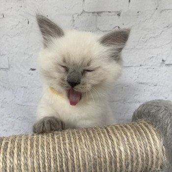 chaton Ragdoll blue point Salto Les Ragdolls de la Croisette