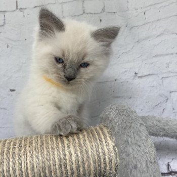 chaton Ragdoll blue point Salto Les Ragdolls de la Croisette