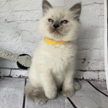 chaton Ragdoll blue point Salto Les Ragdolls de la Croisette