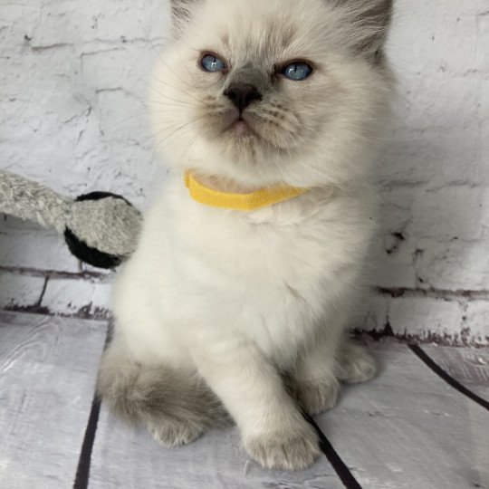 chaton Ragdoll blue point Salto Les Ragdolls de la Croisette