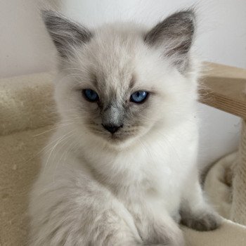 chaton Ragdoll blue point Salto Les Ragdolls de la Croisette