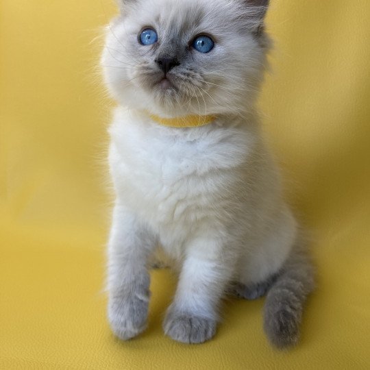 chaton Ragdoll blue point Salto Les Ragdolls de la Croisette